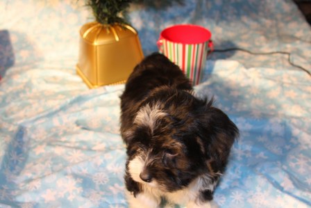 havanese-puppies